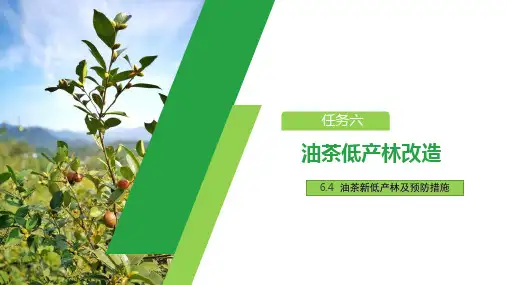 油茶低产林改造—新低产林及预防措施(油茶栽培管理课件)