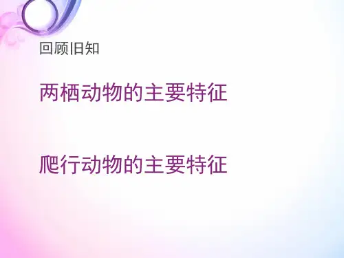 【人教版】八年级生物上第一章第六节 鸟PPT实用课件