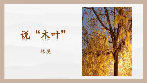 《说“木叶”》ppt课件