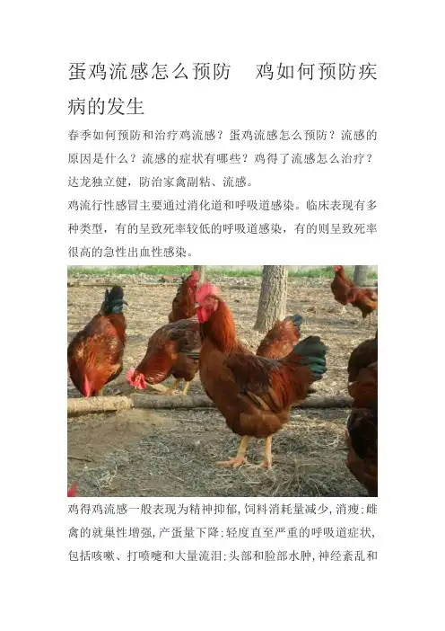 蛋鸡流感怎么预防  鸡如何预防疾病的发生