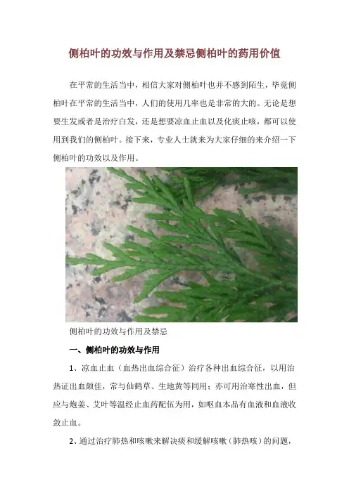 侧柏叶的功效与作用及禁忌 侧柏叶的药用价值