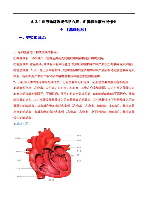 初中生物学：血液循环系统基础知识作业