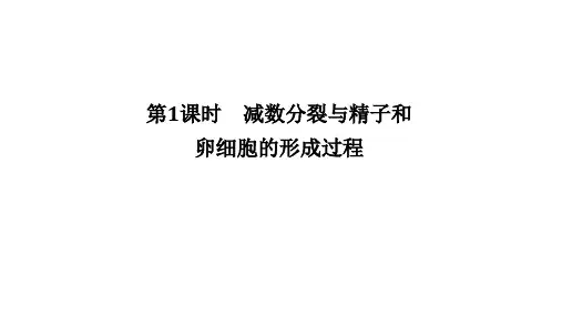 高中人教版2019生物必修第二册课件211减数分裂与精子和卵细胞的形成过程