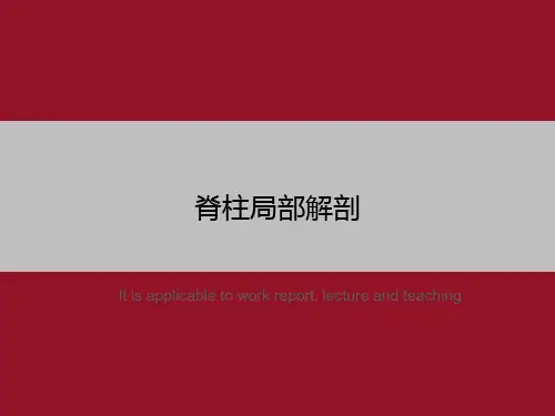脊柱局部解剖