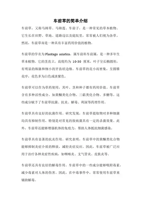 车前草的简单介绍