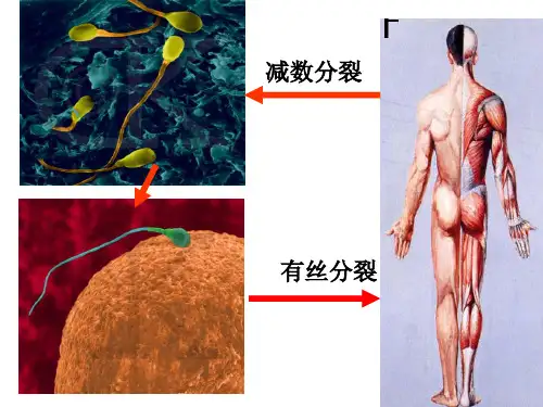 细胞分裂中染色体数目