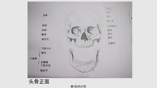 素描头像教学PPT课件