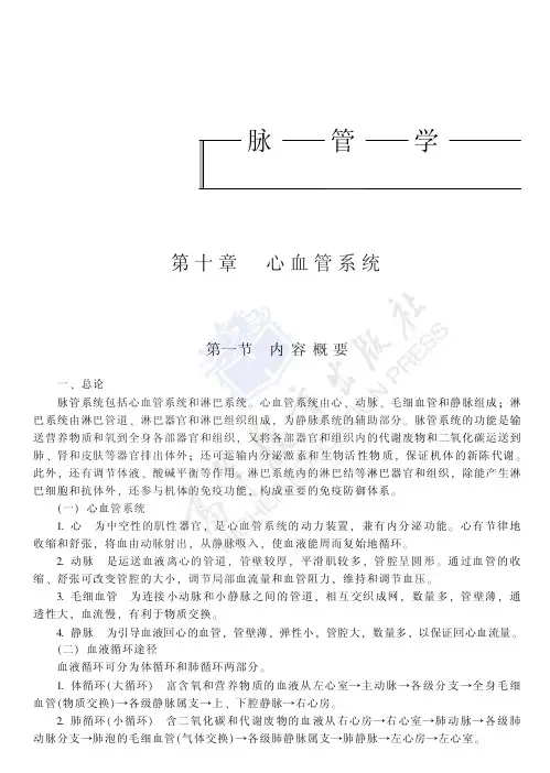 10心血管系统