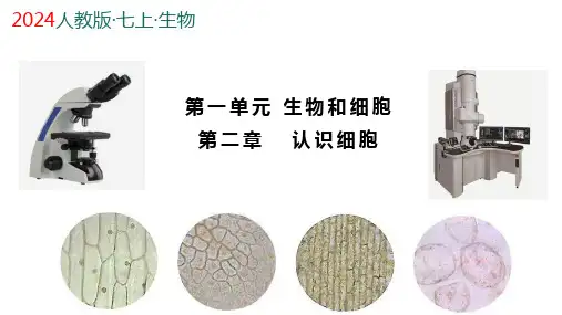 1.2.1++学习使用显微镜++课件-2024-2025学年人教版生物七年级上册 (1)