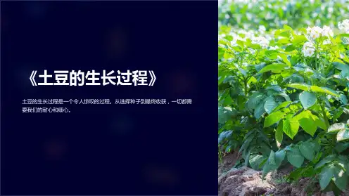 《土豆的生长过程》课件