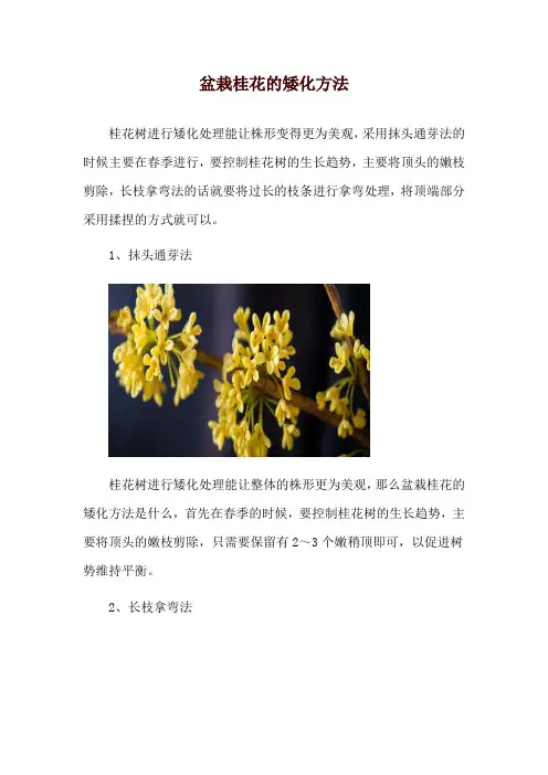 盆栽桂花的矮化方法