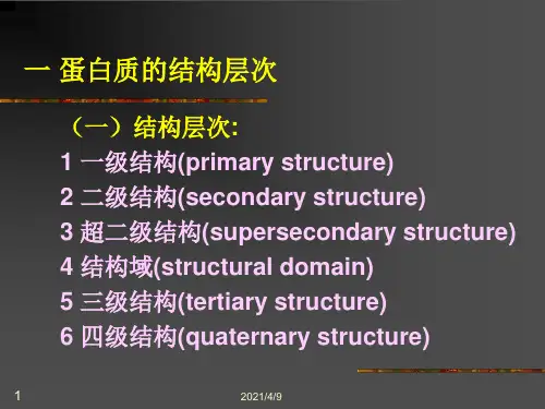 蛋白质的结构层次