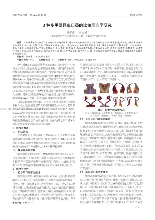 3种步甲属昆虫口器的比较形态学研究