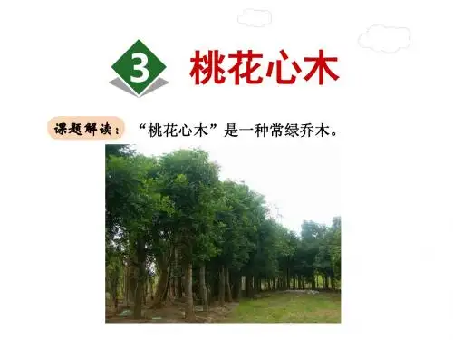 桃花心木PPT课件最新6下人教版