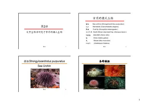 第2讲 发育生物学研究中的常用模式生物