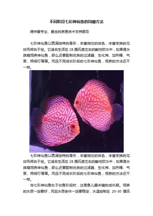 不同阶段七彩神仙鱼的饲喂方法