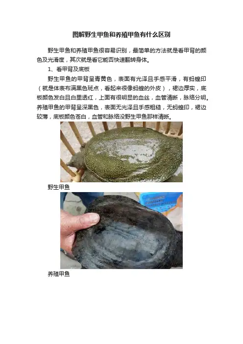 图解野生甲鱼和养殖甲鱼有什么区别