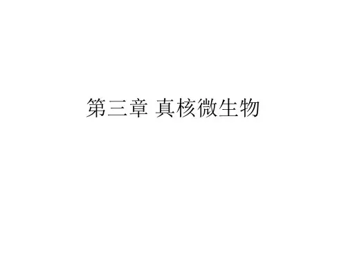 第三章 真核微生物 环境微生物课件