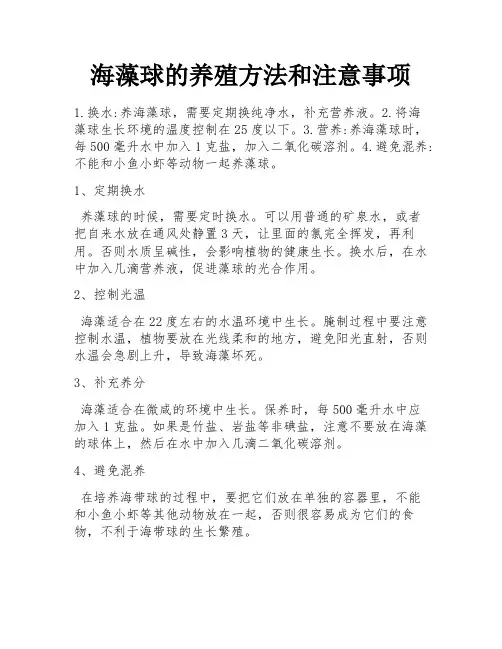 海藻球的养殖方法和注意事项
