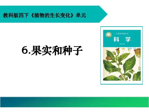 最新教科版小学科学四年级下册《果实和种子》名师教学课件