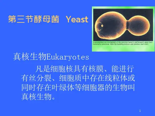 高中生物竞赛酵母菌课件