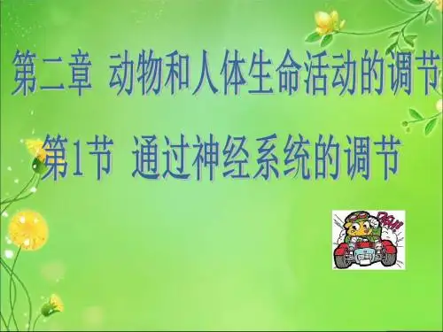神经系统的调节复习ppt课件