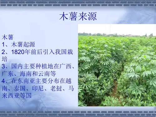 精选木薯变性淀粉生产应用