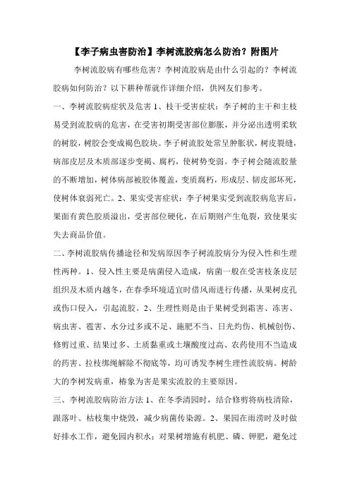 【李子病虫害防治】李树流胶病怎么防治？附图片