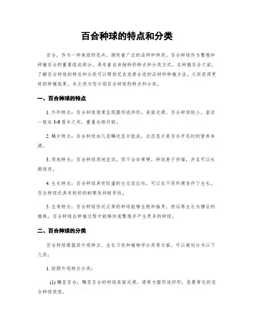 百合种球的特点和分类