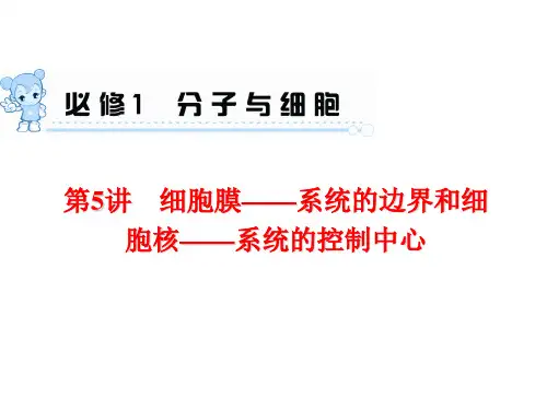 2015届《学海导航》高三生物一轮总复习配套课件：第5讲 细胞膜—系统的边界和细胞核—系统的控制中心