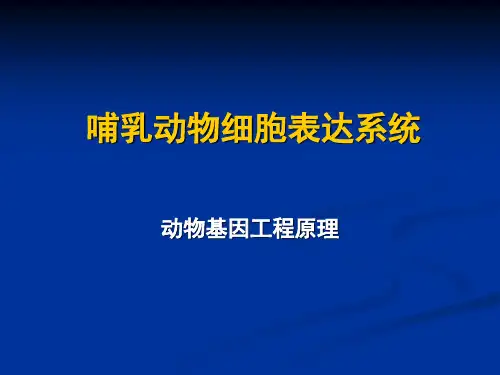 哺乳动物细胞表达系统
