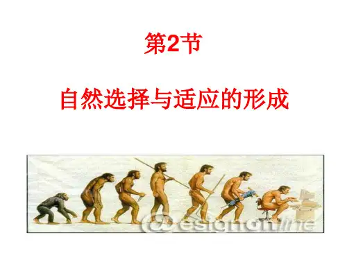 6.2自然选择与适应的形成高一生物教学精品课件(人教版2019必修2)