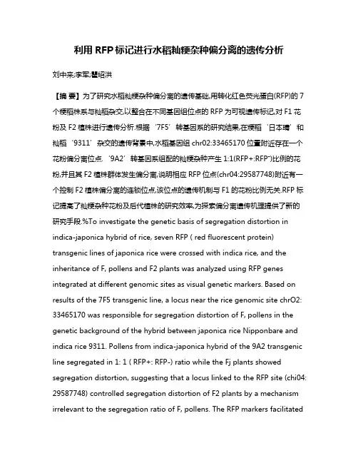 利用RFP标记进行水稻籼粳杂种偏分离的遗传分析