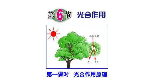 浙教版八年级科学下3.6.1光合作用教学课件共30张PPT含视频素材