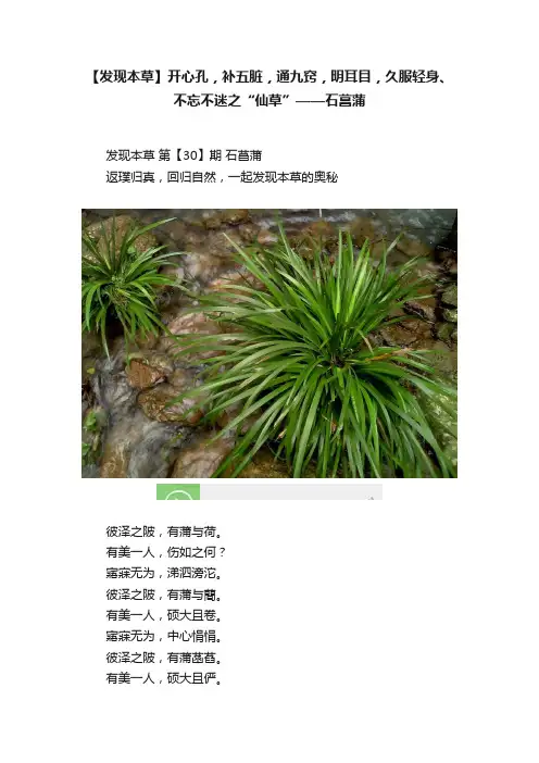 【发现本草】开心孔，补五脏，通九窍，明耳目，久服轻身、不忘不迷之“仙草”——石菖蒲
