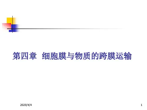 第4章细胞膜与物质的跨膜运输