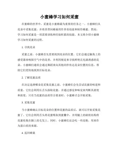 小蜜蜂学习如何采蜜