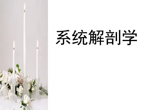 1绪论和骨学总论