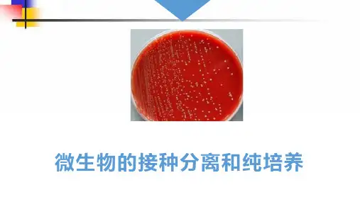 微生物的接种分离和纯培养