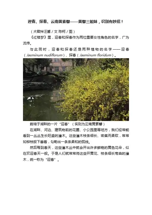 迎春、探春、云南黄素馨——黄馨三姐妹，识别有妙招！