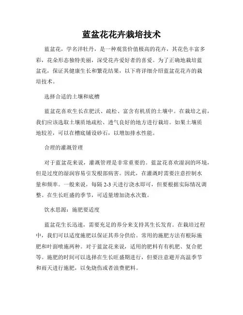 蓝盆花花卉栽培技术