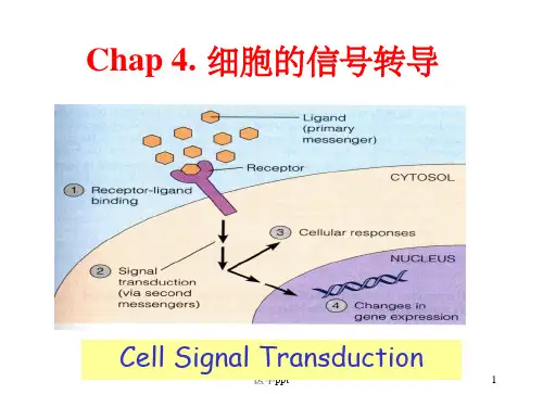 细胞的信号转导医学细胞生物学第