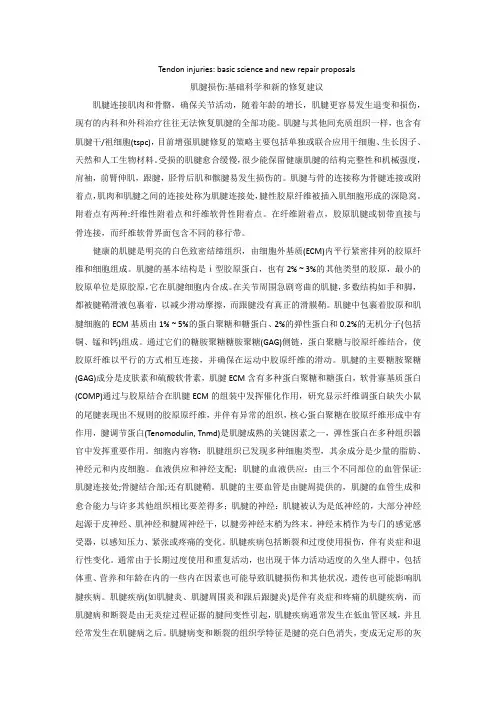 文献阅读-2、肌腱损伤基础科学和新的修复建议