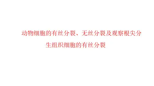 动物细胞的有丝分裂、无丝分裂及观察根尖分生组织细胞的有丝分裂课件