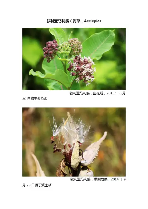 叙利亚马利筋（乳草，Asclepias