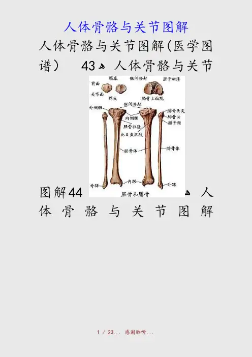 最新人体骨骼与关节图解(精品收藏)