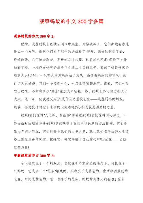 观察蚂蚁的作文300字多篇