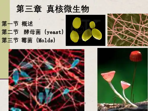 第三章微生物学(周德庆)真核生物