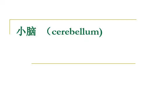 解剖学《小脑间脑》课件