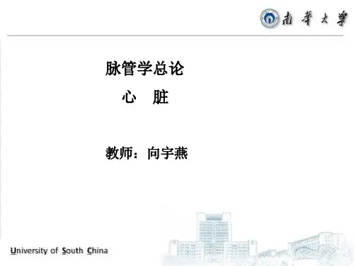 脉管总论心脏